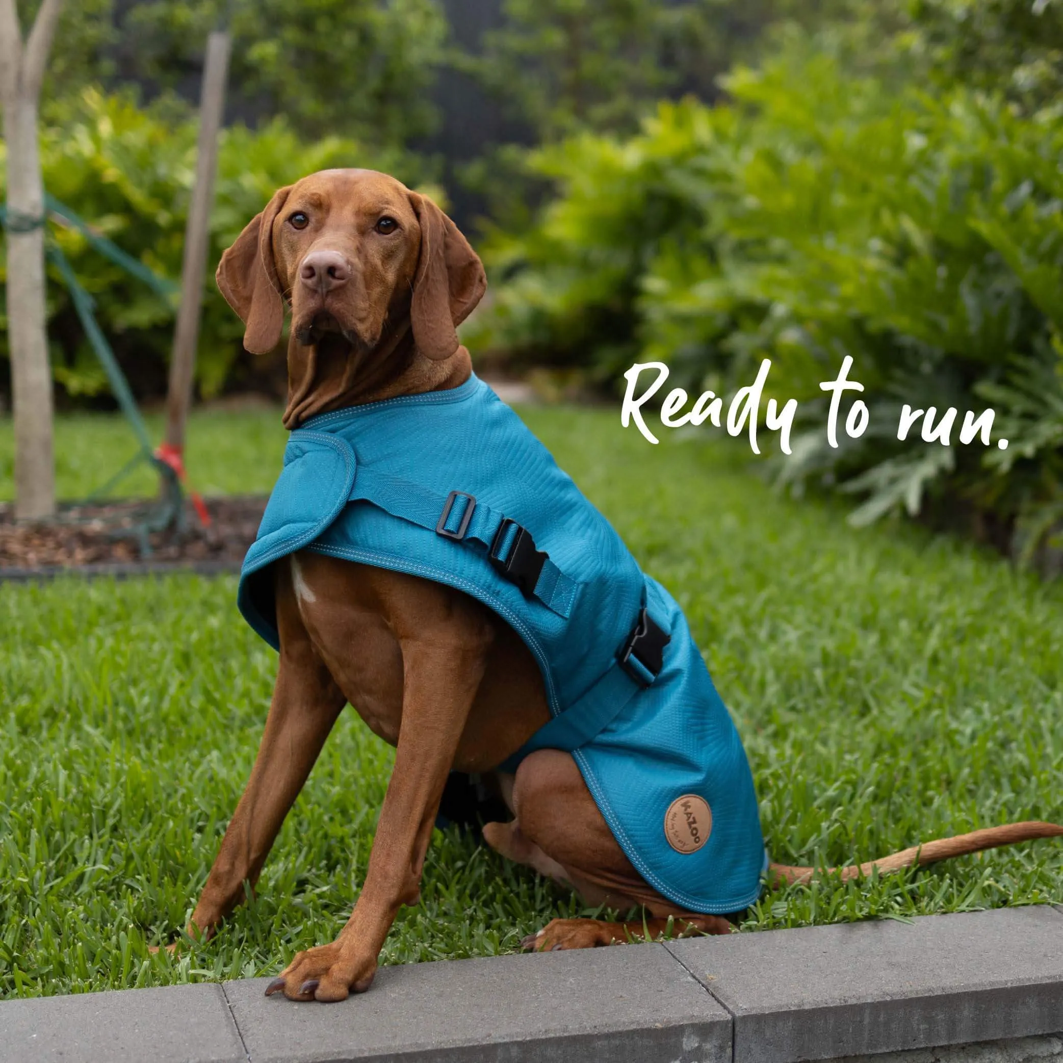 Adventure Dog Coat with Harness Hatch - Blue