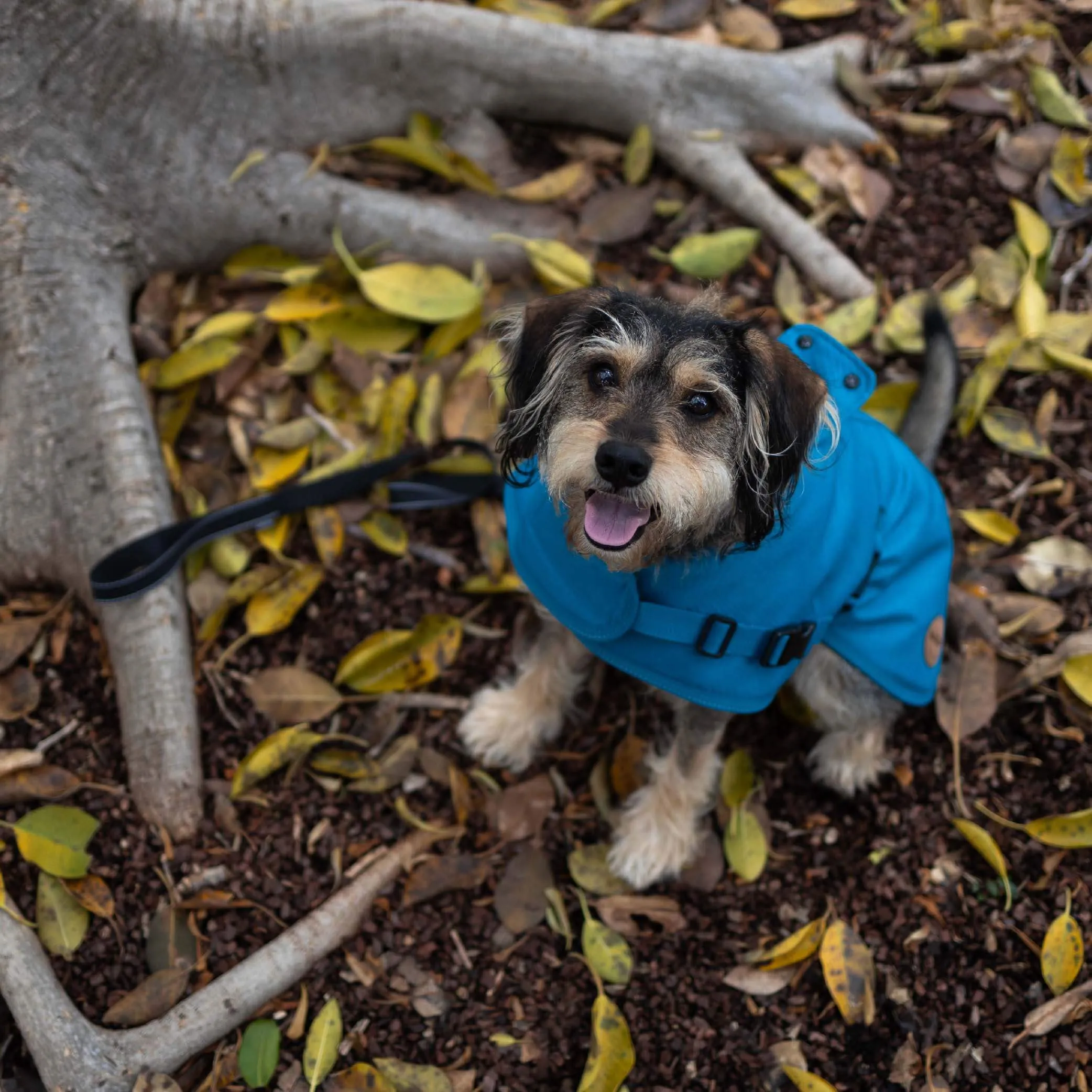 Adventure Dog Coat with Harness Hatch - Blue