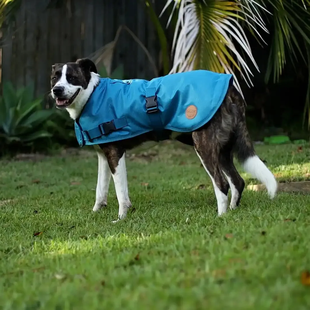 Adventure Dog Coat with Harness Hatch - Blue