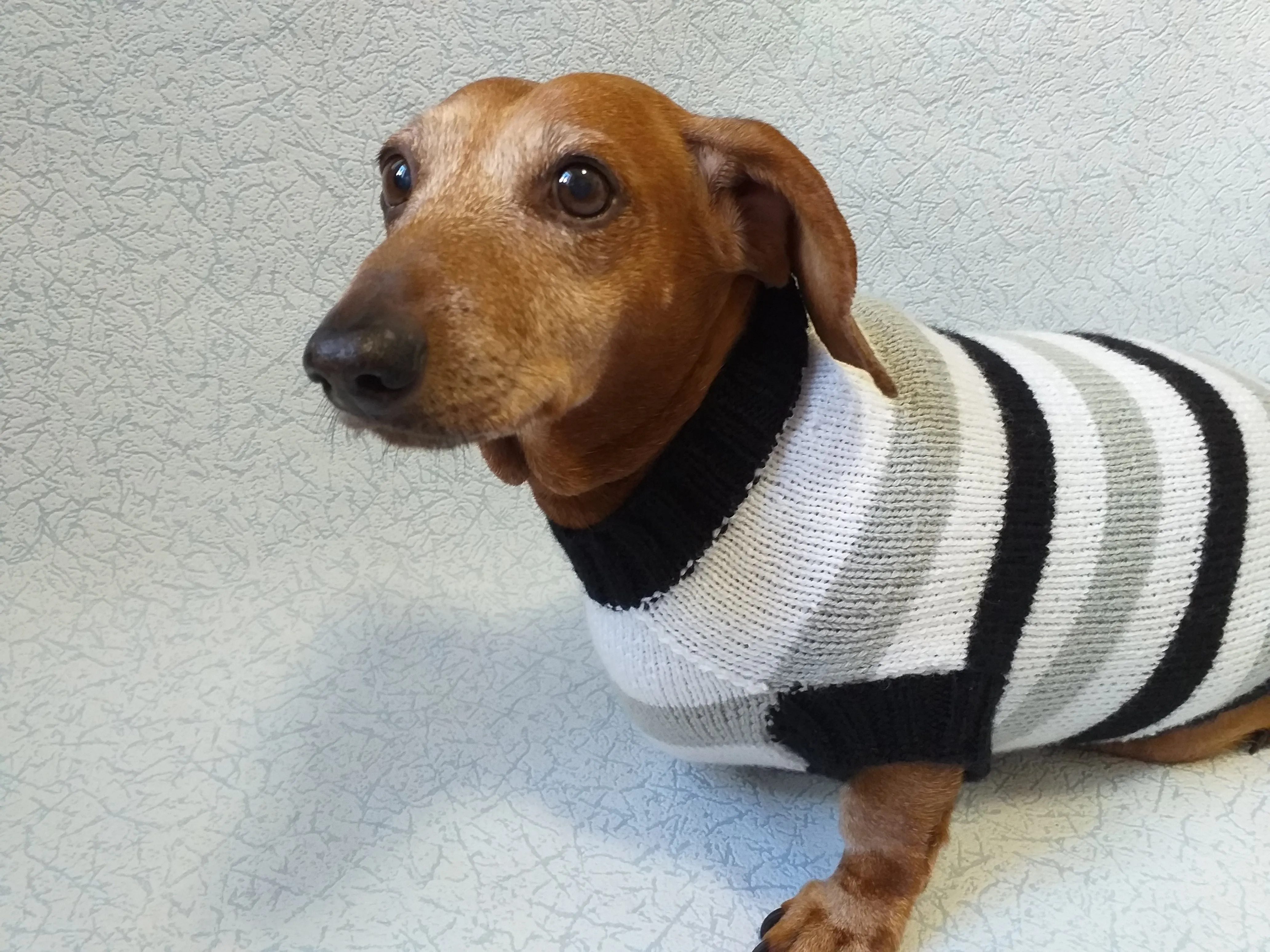 Knitted sweater for small dog clothes for dachshunds